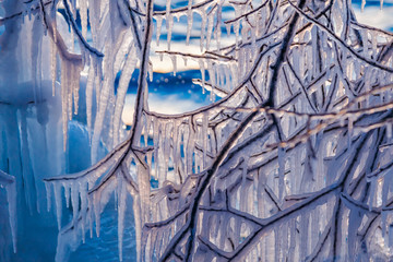 Many hanging icicles on branches of a tree