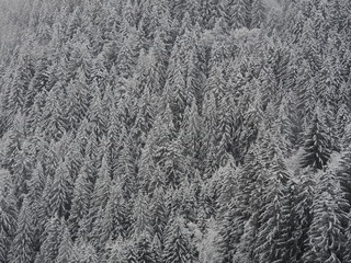Verschneite Fichten Wald im Winter