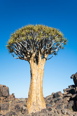 Magical Quiver Tree Forest in warm evening light, outside of Keetmanshoop, Namibia, Africa.