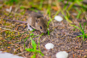 little grey mouse eating a seed in the field