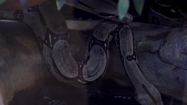 Gray snake crawled to water
