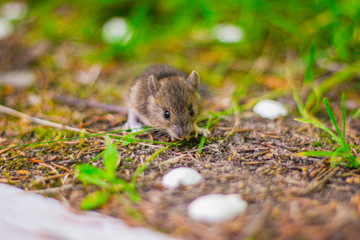 Naklejka na ściany i meble little grey mouse eating a seed in the field