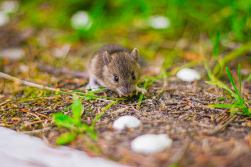 little grey mouse eating a seed in the field