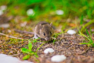 little grey mouse eating a seed in the field