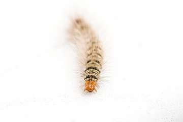 Gypsy moth caterpillar crawling on white background