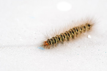 Gypsy moth caterpillar crawling on white background