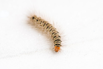 Gypsy moth caterpillar crawling on white background