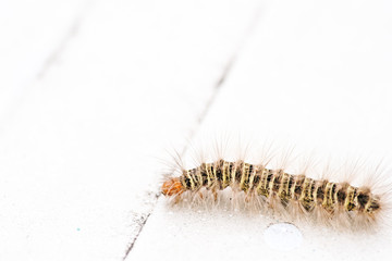 Gypsy moth caterpillar crawling on white background