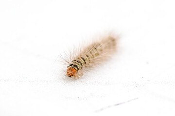 Gypsy moth caterpillar crawling on white background