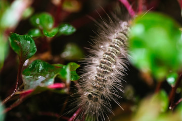 Gypsy moth caterpillar wet after the rain crawling on the leaf