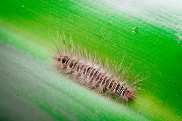 Gypsy moth caterpillar wet after the rain crawling on the leaf