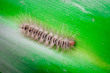 Gypsy moth caterpillar wet after the rain crawling on the leaf close up