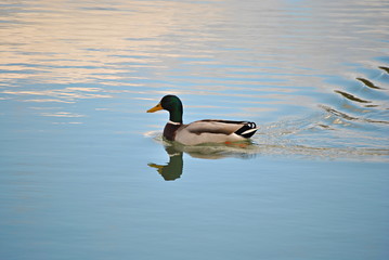 Canard