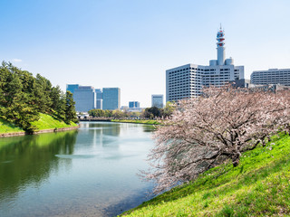 桜が咲く皇居・桜田濠