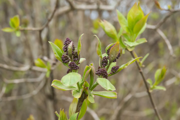 Lilac Flower Buds Sprouting in Winter