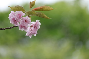 八重桜