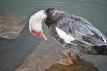 Canard de barbarie