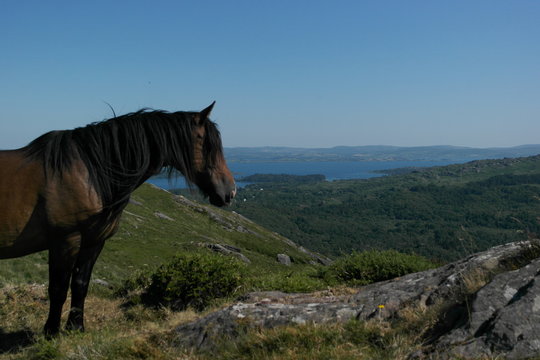 Pferd mit Aussicht, Caha Mountains, Irland