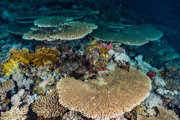 Coral reefs and water plants in the Red Sea, Eilat Israel