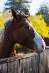 Naklejka premium Portrait of a horse behind a fence