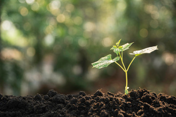 Seedling and plant growing in soil and copy space for insert text