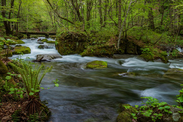 Obraz premium Świeża zieleń górskiego strumienia Aomori Prefecture Oirase
