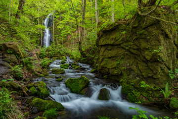 Fototapeta premium The fresh green of Aomori Prefecture Oirase mountain stream