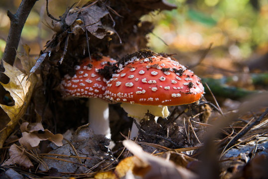 Fly agaric mushroom (Amanita muscaria) in autumn forest uder brown leaves
