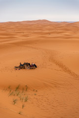 Camels resting in the sand dunes of Sahara Desert (Merzouga) in Morocco
