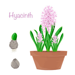 Set of elements of flowers. Design element for invitations, cards, packaging. Watercolor vector image. Spring bouquet of hyacinths.