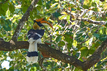 Great Hornbill