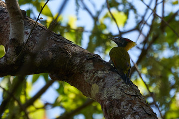 Picus chlorolophus