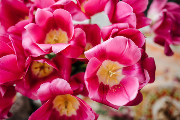 Fototapeta na wymiar Close-up of pink tulips