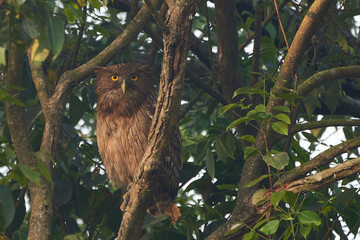 Brown Fish Owl