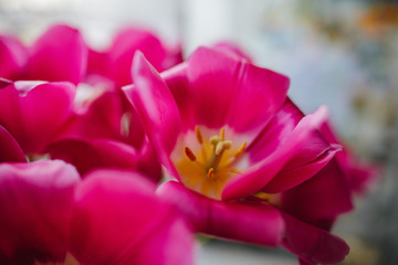 Close-up of pink tulips