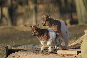 Ziege