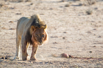 Adolescent male lion looks for the innards left over from the kill, Kgalagadi Transfrontier National Park, South Africa, Africa.