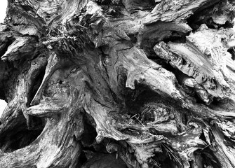 Abstract black&white old tree roots