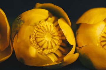 bouquet of yellow waterlily flower with green leaf. freshly ripped up. close up on black background of fabric. yellow lotus. vanishing plant, red data book. flower composition. Flat lay, top view.