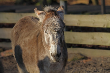 Fototapeta premium Esel