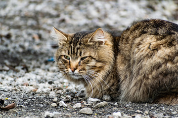 Cats and cats of different colors. Pets, stray animals on the streets of the city in Russia in the...