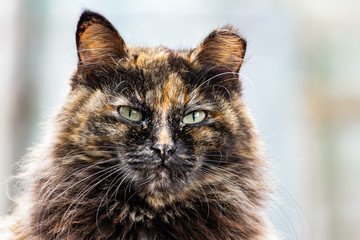 Cats and cats of different colors. Pets, stray animals on the streets of the city in Russia in the Rostov region. Beaten and unkempt muzzles, battered in the conditions of joint survival in nature