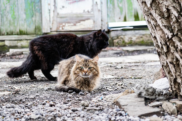 Cats and cats of different colors. Pets, stray animals on the streets of the city in Russia in the...
