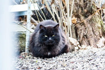 Cats and cats of different colors. Pets, stray animals on the streets of the city in Russia in the...