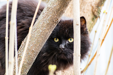 Cats and cats of different colors. Pets, stray animals on the streets of the city in Russia in the...