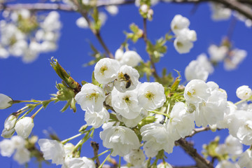 Spring and bee