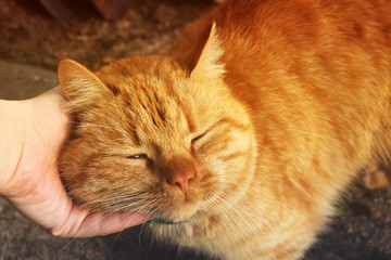 Cat close-up. Hand stroking a cat