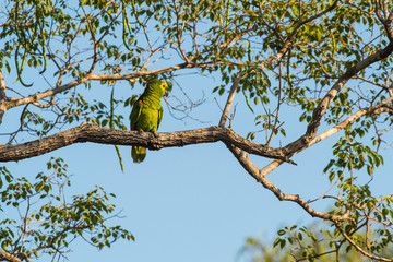 Turquoise fronted Amazon, Panpanal, Brazil