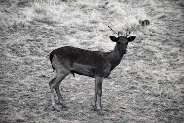 young chocolate fallow deer