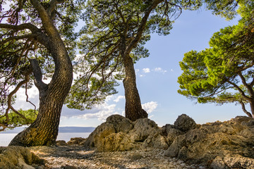 Bäume am Meer